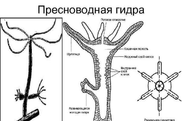 Омг тор зайти через комп